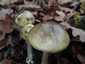 Gyilkos galóca (Amanita phalloides), Budai-hegység